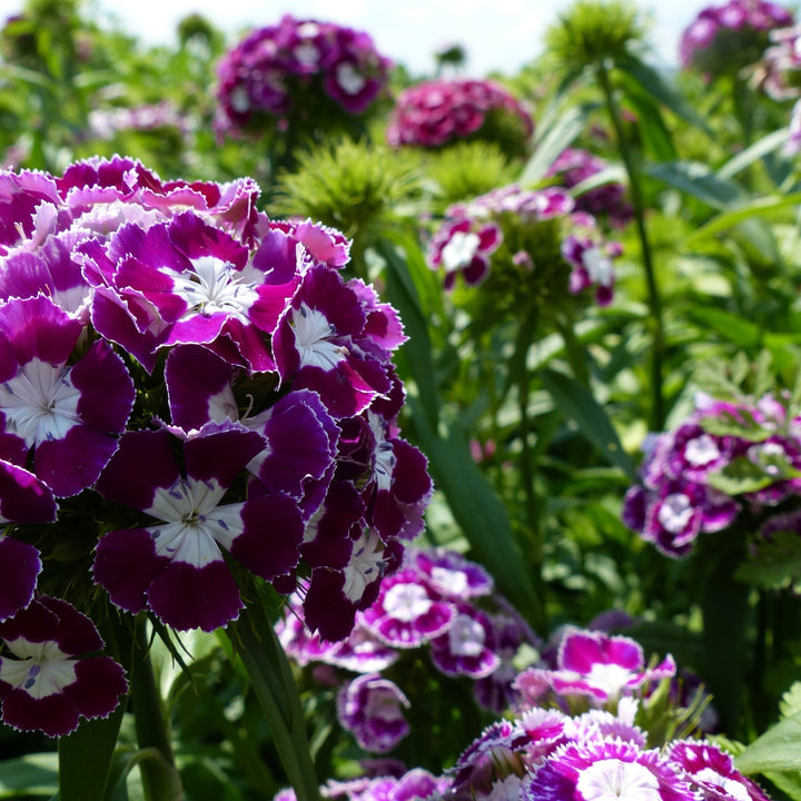 purple white flower seeds