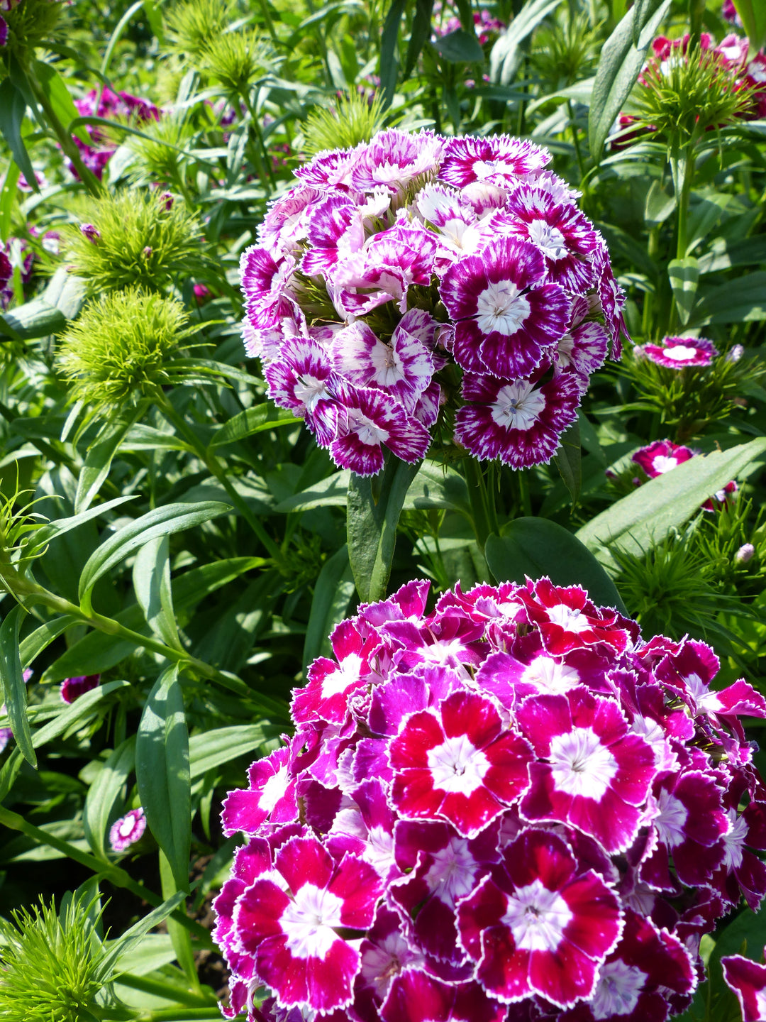 Organic Dianthus Flower Seeds Purple & White for Planting – Heirloom, Non-GMO