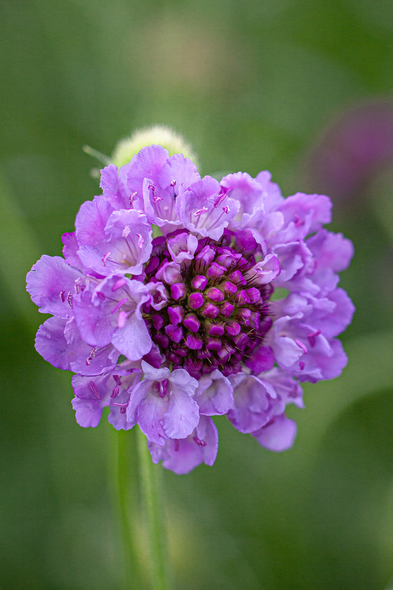 flower scabiosa flower seeds