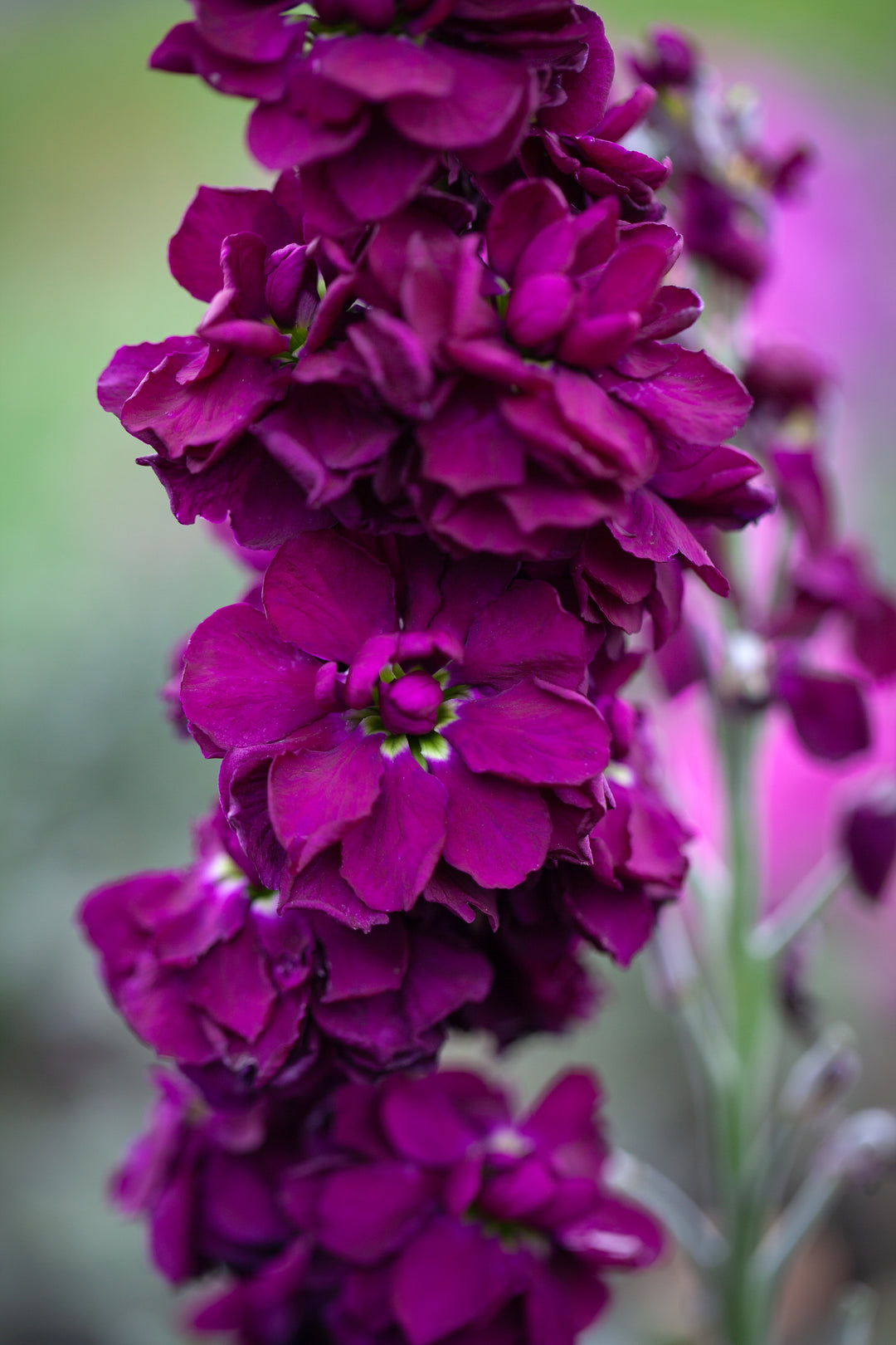 Matthiola Incana Deep Purple Flower Seeds for Planting - 100 pcs