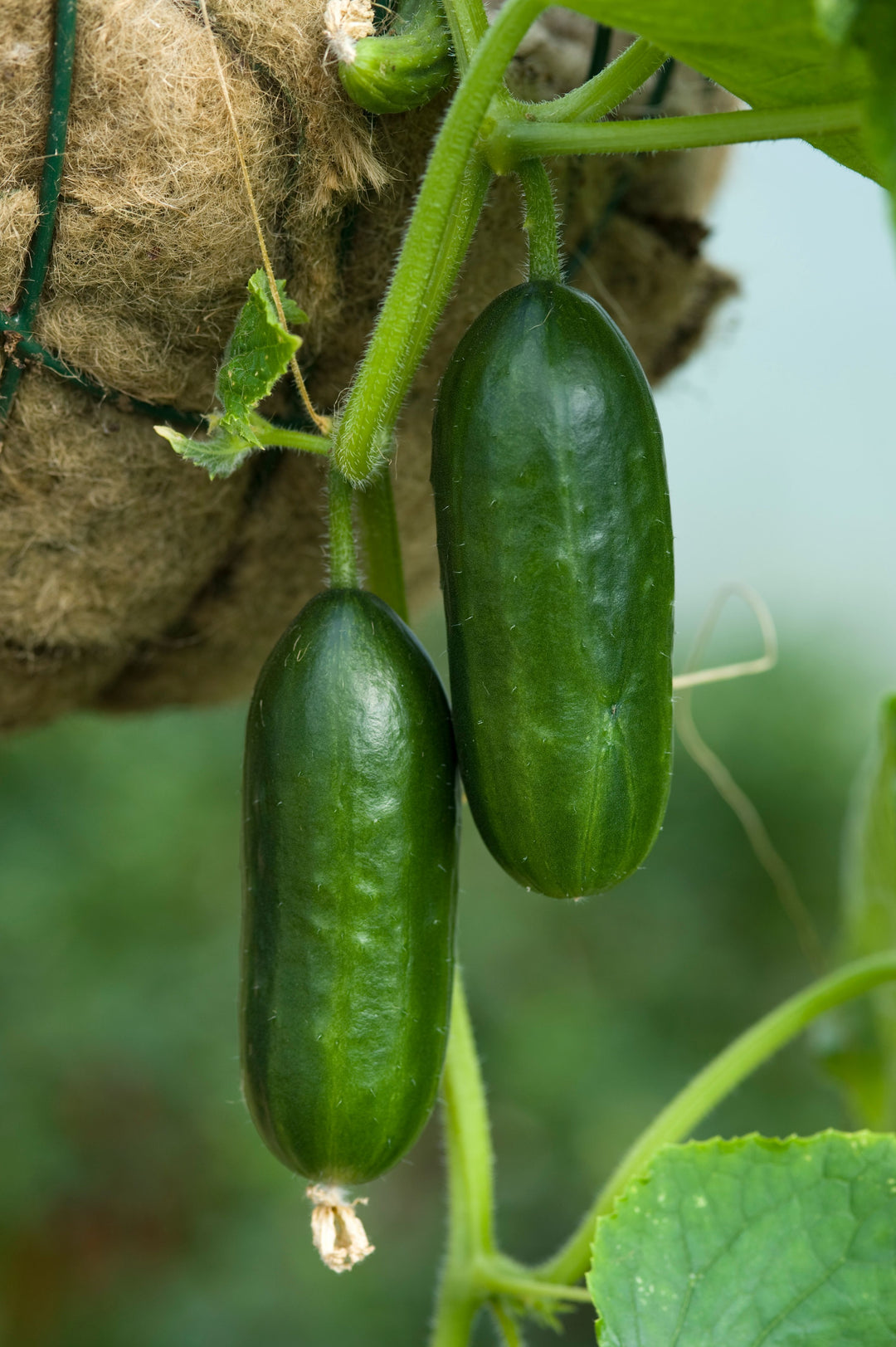 Cucumber School Baby F1 frø, Cucumis sativus, økologiske grøntsagsfrø til plantning