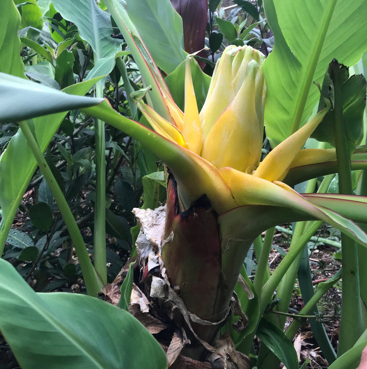 Heirloom Musella Lasiocarpa Flower Seeds for Planting – Rare Tropical Garden Plant