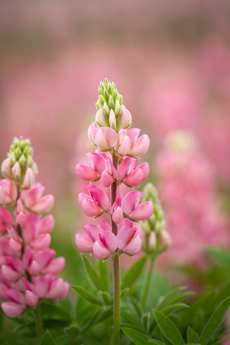 The Chatelaine Pink Lupine Flower Seeds for Planting – Heirloom, Non-GMO, High Germination Garden Seeds