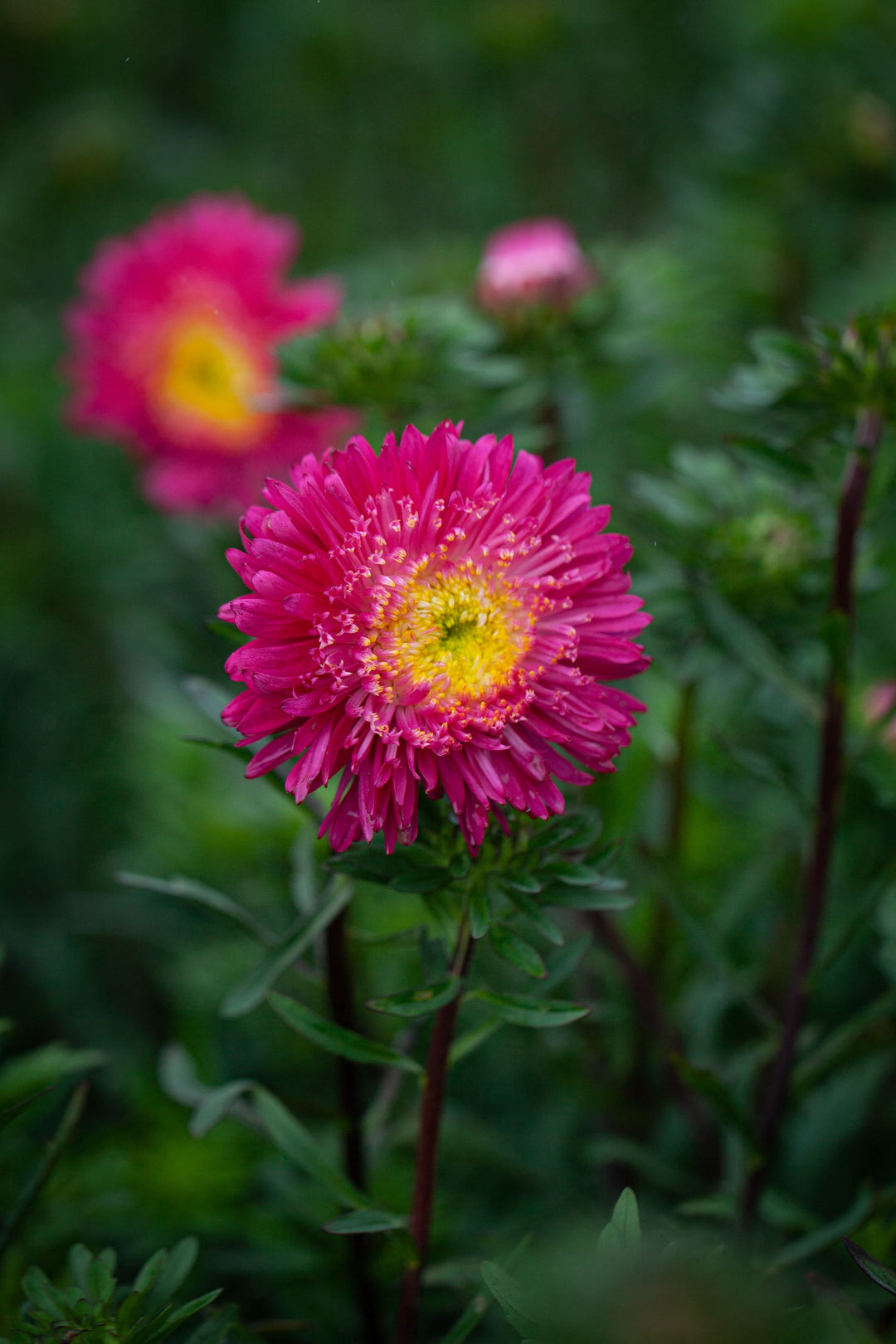 red plum flower seeds