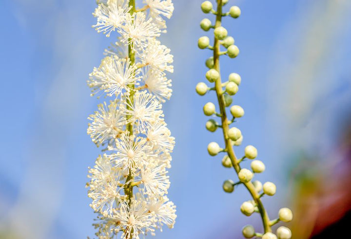 Heirloom Non-GMO Cimicifuga Flower Seeds for Planting – Fragrant Shade-Loving Blooms for Gardens