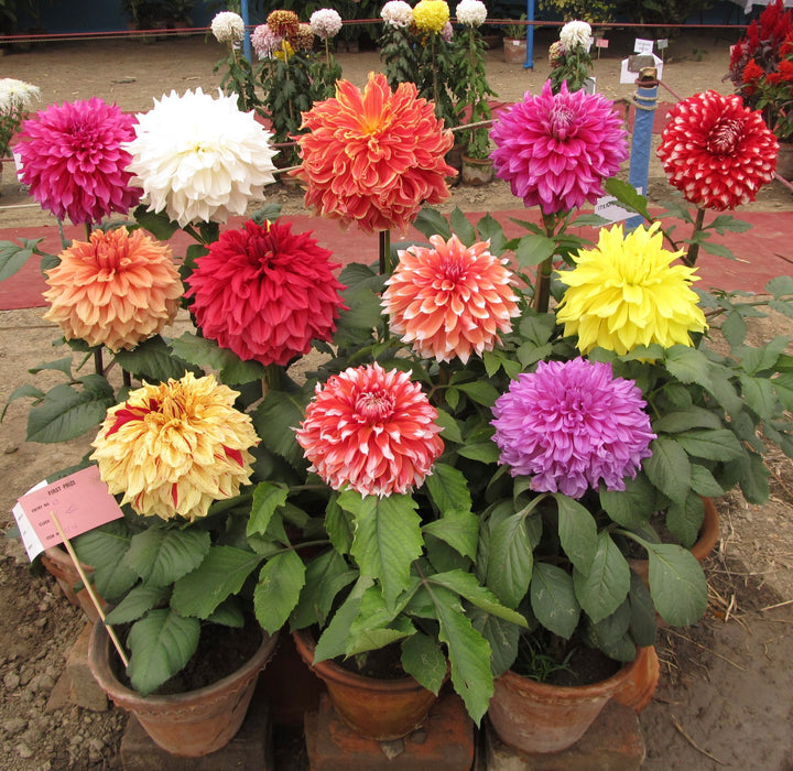 Giant Flower Seeds – Heirloom, Non-GMO Seeds for Planting Bold and Colorful Garden Blooms