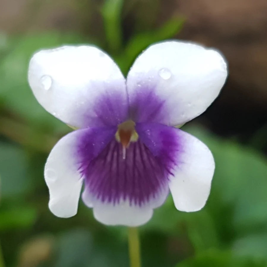 Lilla Hvid Viola Blomsterfrø til Plantning 100 stk