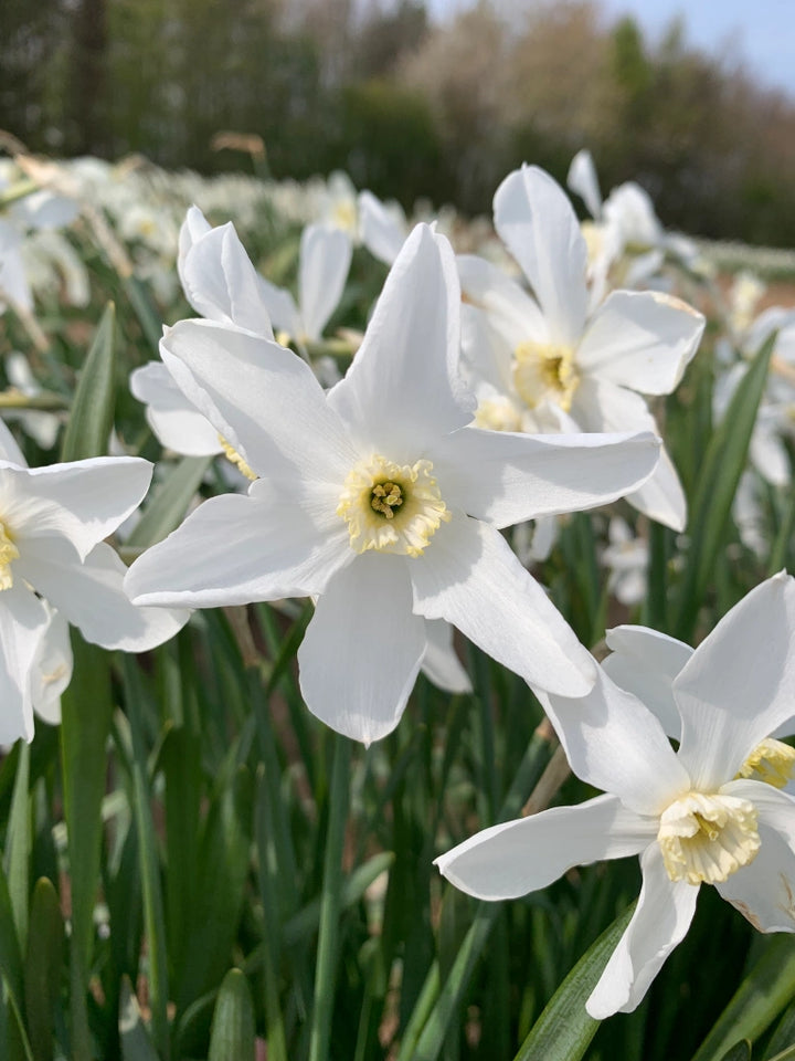Heirloom Non-GMO Narcissus Flower Seeds for Planting – Spring Bloom Seeds for Vibrant Gardens
