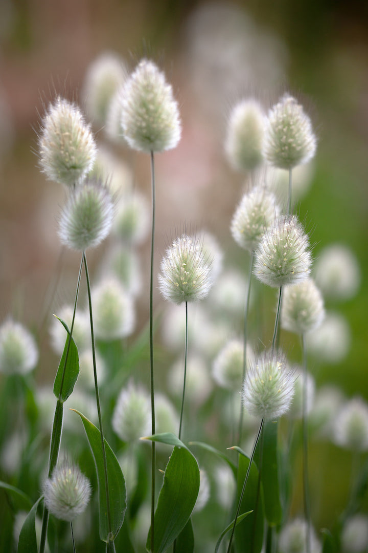 Heirloom Non-GMO Lagurus Ovatus Flower Seeds for Planting – Bunny Tail Grass Ornamental Blooms