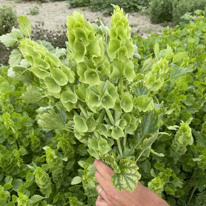 Heirloom Non-GMO Bells of Ireland Plant Seeds for Planting – Unique Green Spire-Shaped Garden Blooms