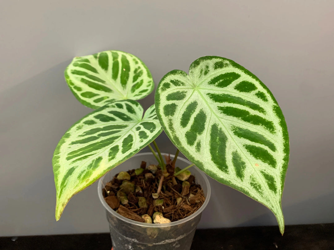 Anthurium crystallinum ‘Silver Queen’ plant Seeds  - Non-GMO garden seeds for Planting