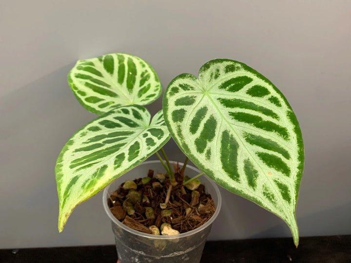 Anthurium crystallinum ‘Silver Queen’ plant Seeds  - Non-GMO garden seeds for Planting