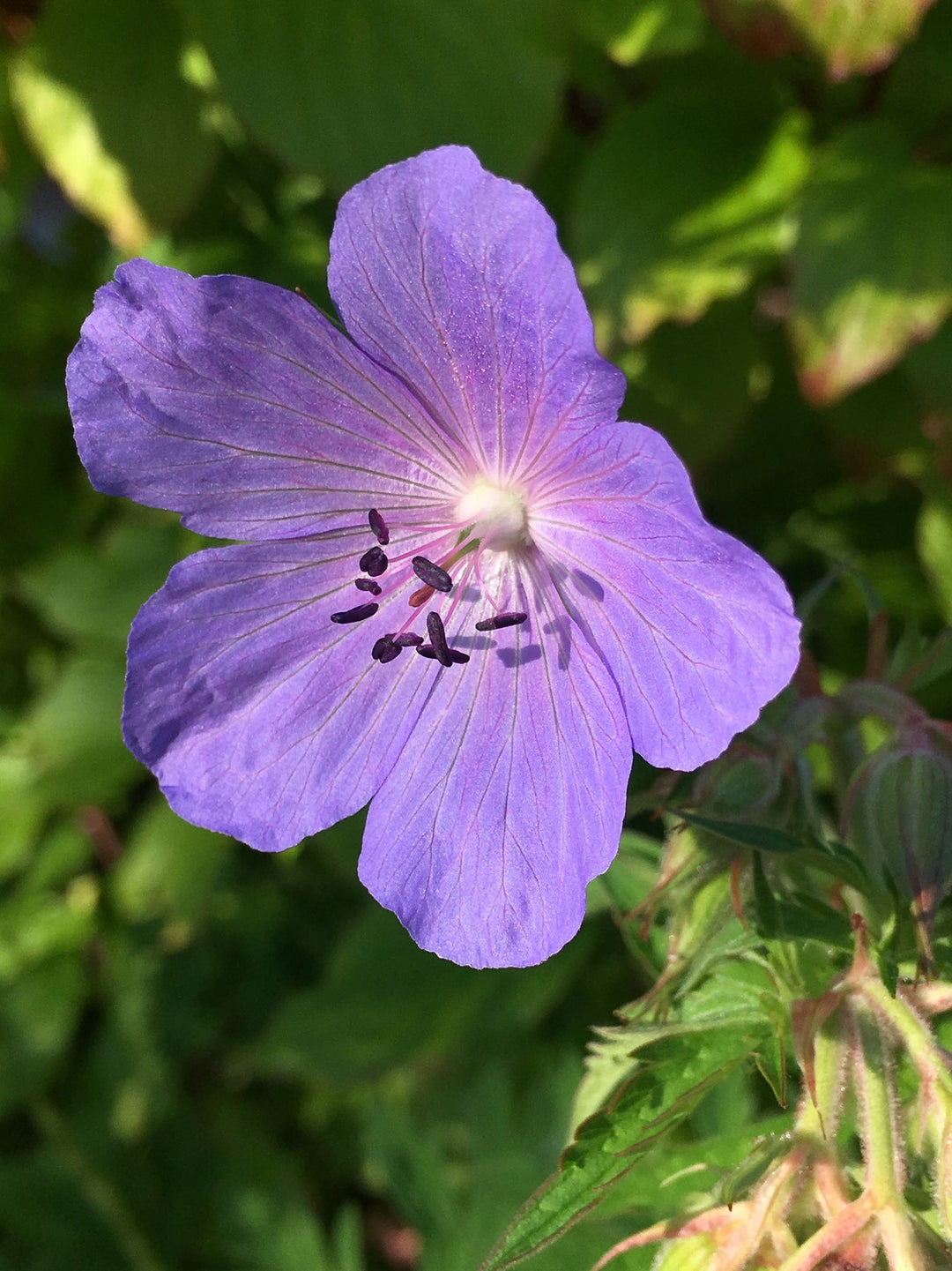 heirloom geraniaceae flower seeds