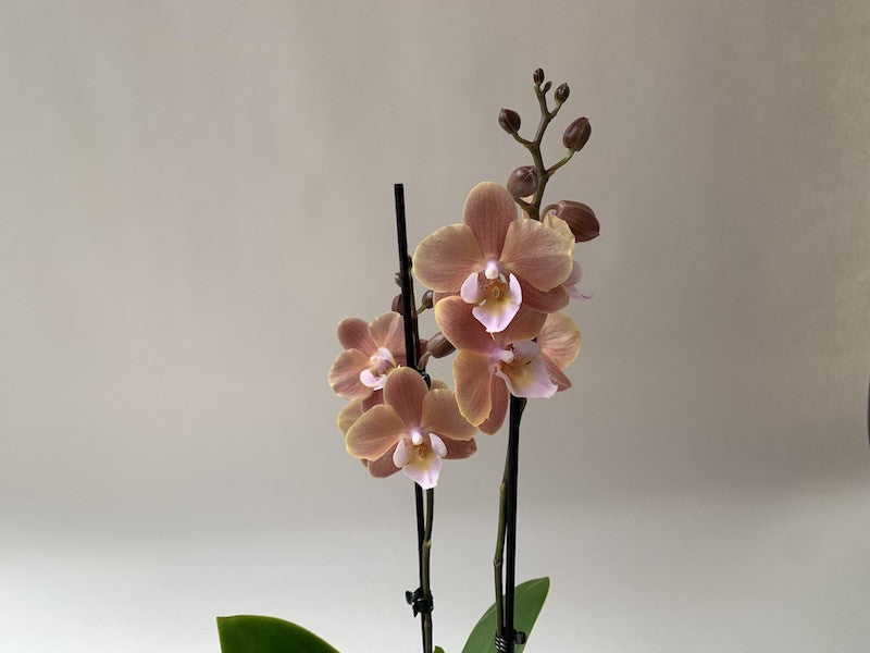 Phalaenopsis Orchid Seeds Cream for Planting, 100 pcs