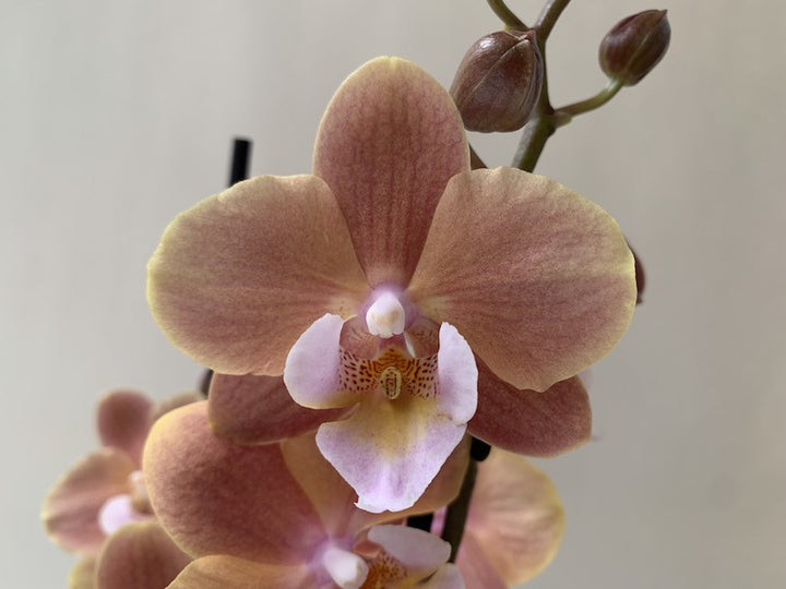 Phalaenopsis Orchid Seeds Cream for Planting, 100 pcs