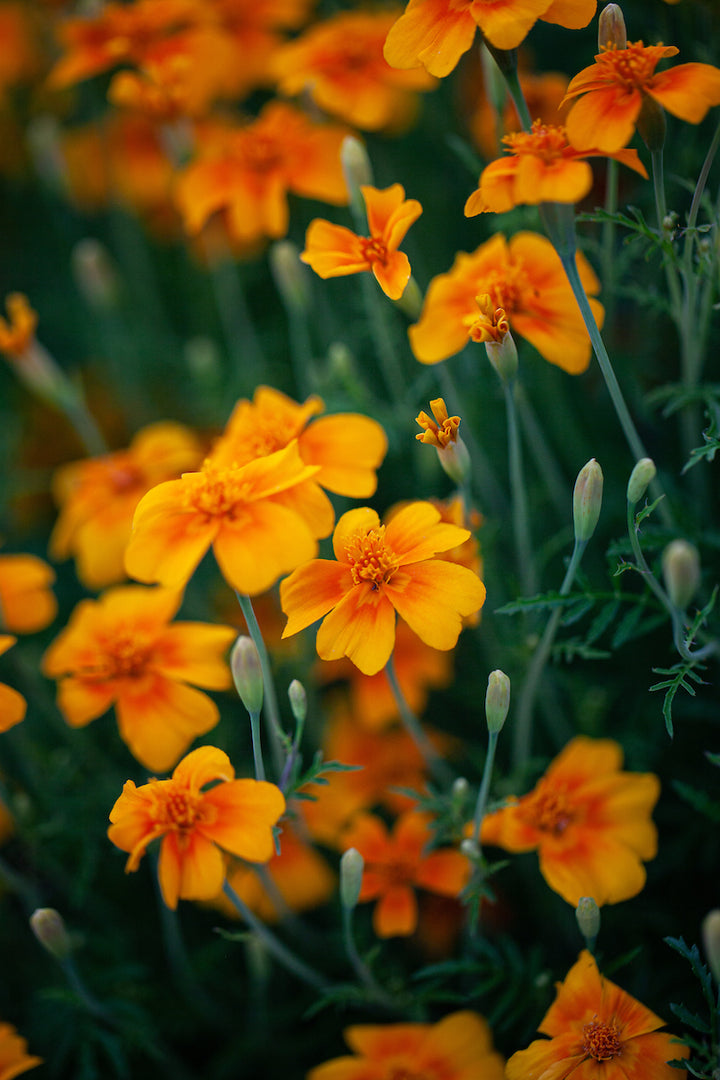 Tangerine Gem Flower Seeds for Planting – Heirloom, Non-GMO Seeds for Bright Orange Garden Blooms