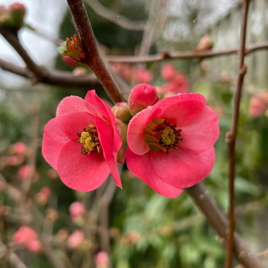 Røde Griffithii blomsterfrø til plantning - 100 stk