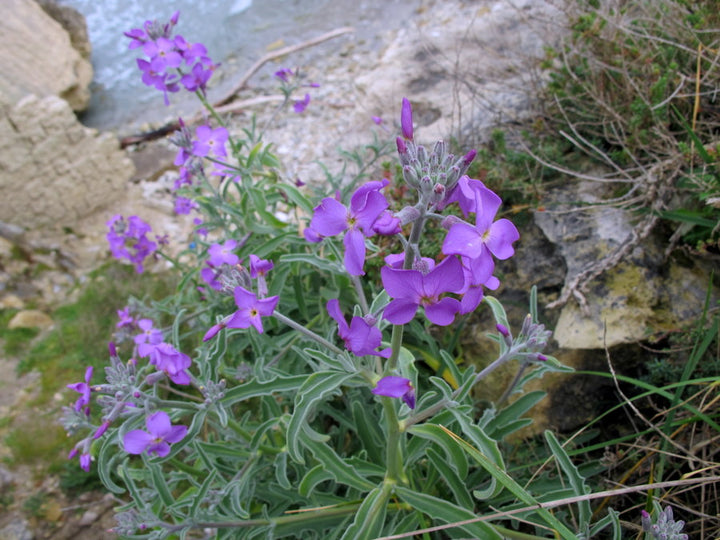 Matthiola Sinuata Flower Seeds for Planting – Heirloom, Non-GMO Stock Flower Seeds for Fragrant Garden Blooms
