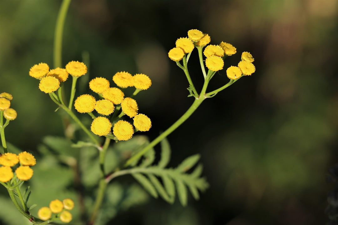 Immortelle Blomsterfrø til Plantning 100 stk