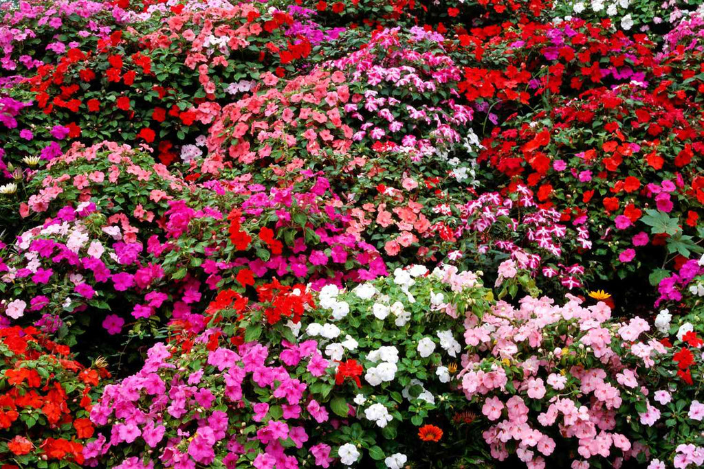 Heirloom Non-GMO Impatiens Seeds – Neeraseeds