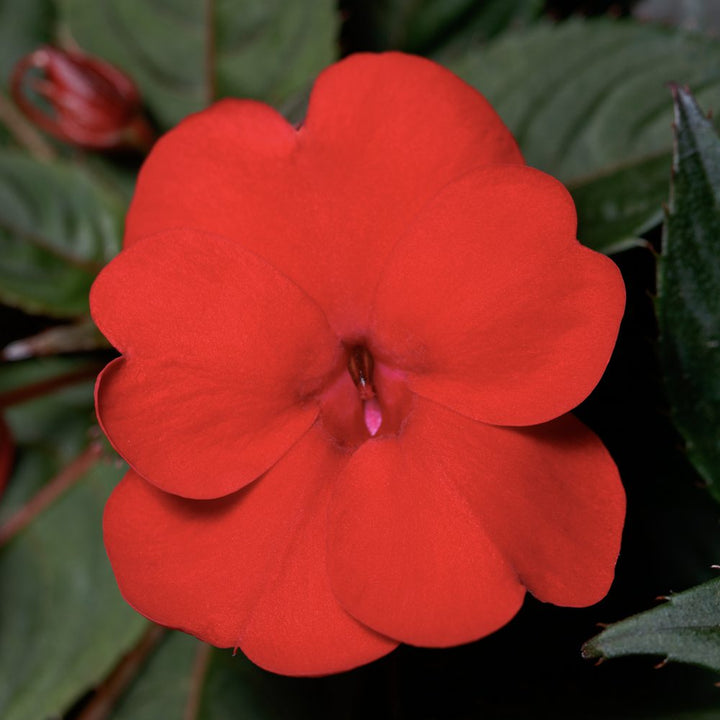 Impatiens Flower Seeds – Heirloom Non-GMO Shade-Loving Blooms for Garden and Container Planting