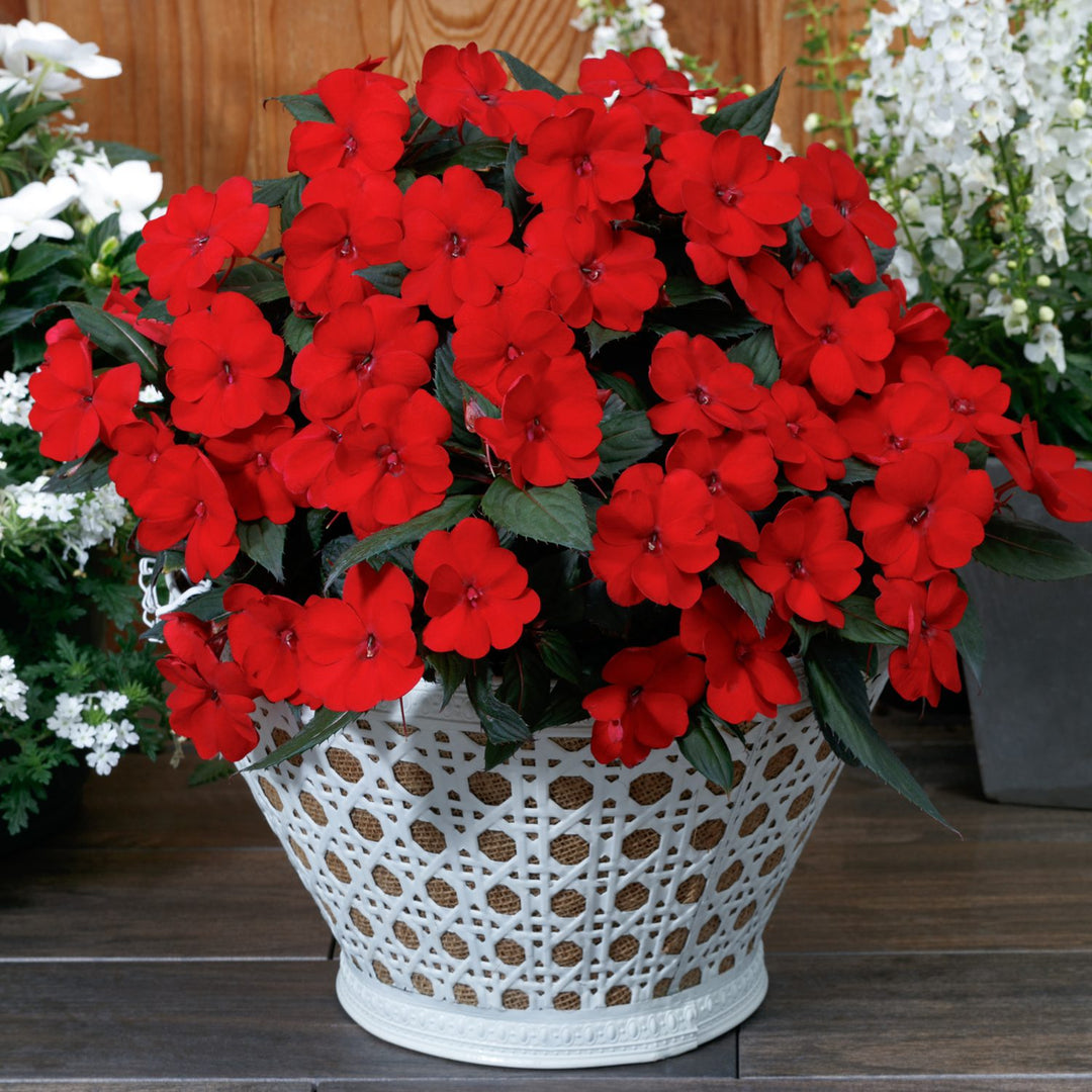 Impatiens Flower Seeds – Heirloom Non-GMO Shade-Loving Blooms for Garden and Container Planting