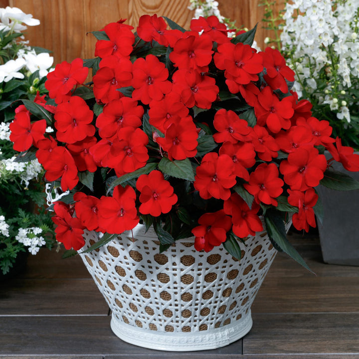 Impatiens Flower Seeds – Heirloom Non-GMO Shade-Loving Blooms for Garden and Container Planting