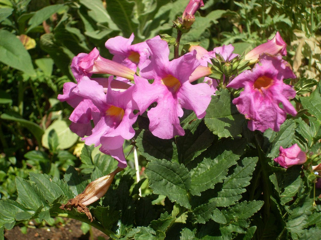 Incarvillea Delavayi plantefrø til plantning - 100 stk