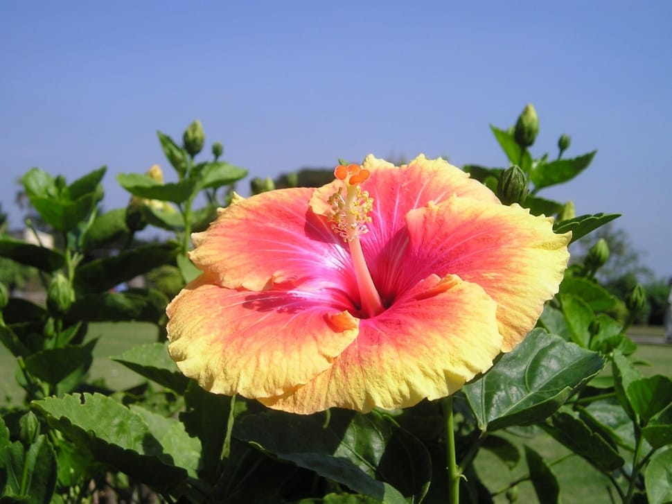 Yellow Pink Hibiscus Flower Seeds - 200 pcs