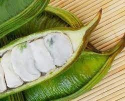 Inga Edulis Plant Seeds