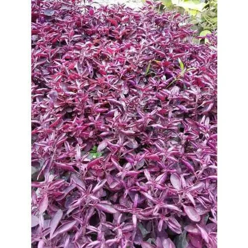 Purple Iresine Planting Seeds for Garden 100 pcs