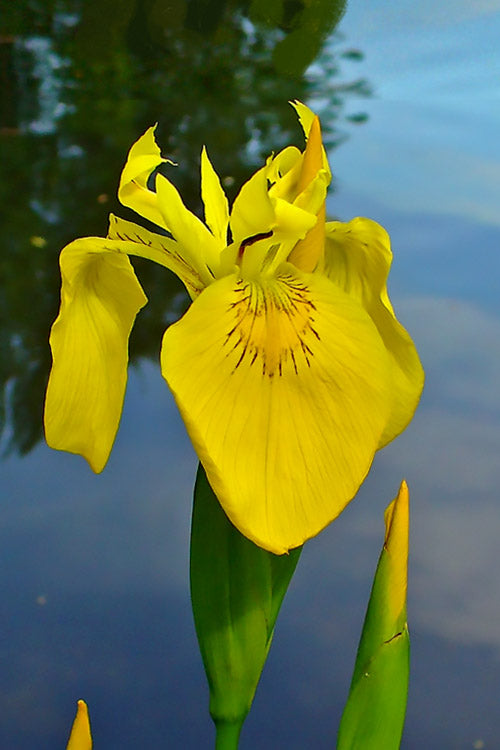 Flag Blomsterfrø til udplantning - 100 stk