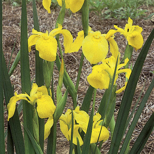 Flag Blomsterfrø til udplantning - 100 stk