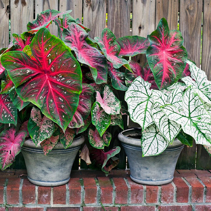 Caladium Bicolor Red Mix Flower Seeds for Planting 100 pcs