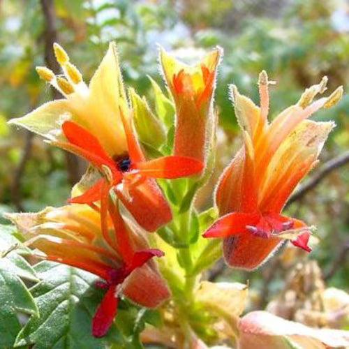 melianthus comosus flower seeds