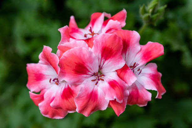 geranium pelargonium flower seeds