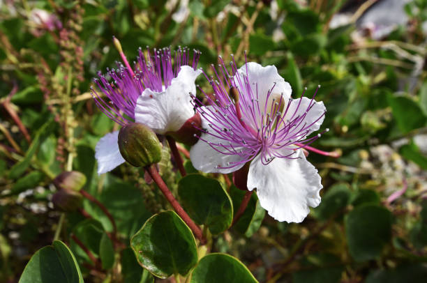 White Caper Flower Seeds for Planting, 100 pcs