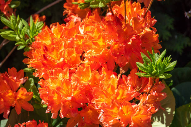 Rhododendron Orange Blomsterfrø til Plantning 100 stk