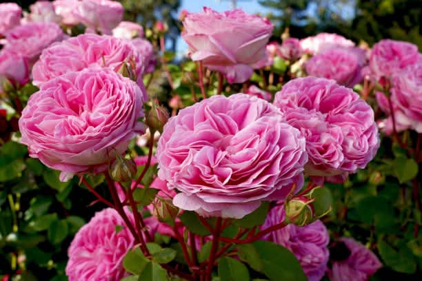 heirloom rose flower seeds