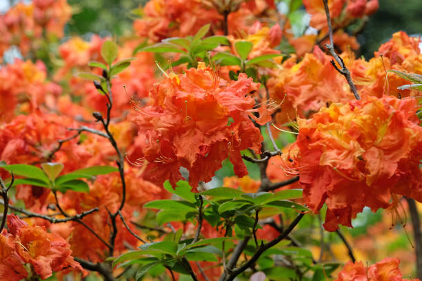 Rhododendron Orange Blomsterfrø til Plantning 100 stk