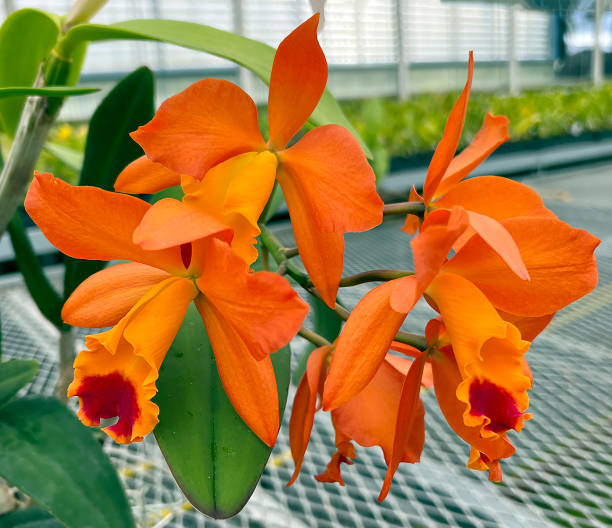 Friske Cattleya blomsterfrø til udplantning, Orange 100 stk