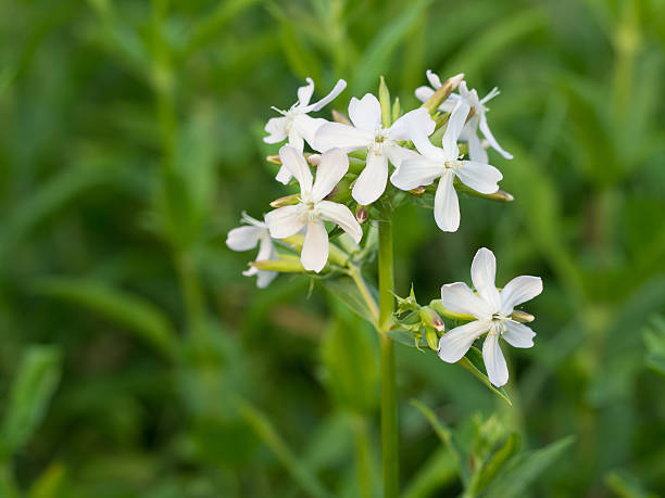 catchfly silene flower seeds