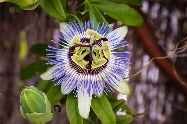 Fresh Passion Flower Seeds for Planting, Mixed 100 pcs