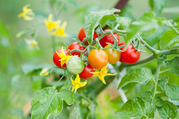 Cherry tomat grøntsagsfrø til plantning