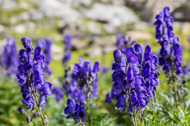 Wolfsbane blomsterfrø til udplantning, friske, 100 stk