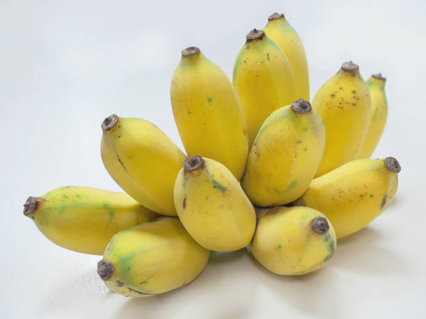 Pisang Awak (Dwarf Banana with Large Fruits) Fruit Seeds for Planting Tall and Fruitful Banana Trees