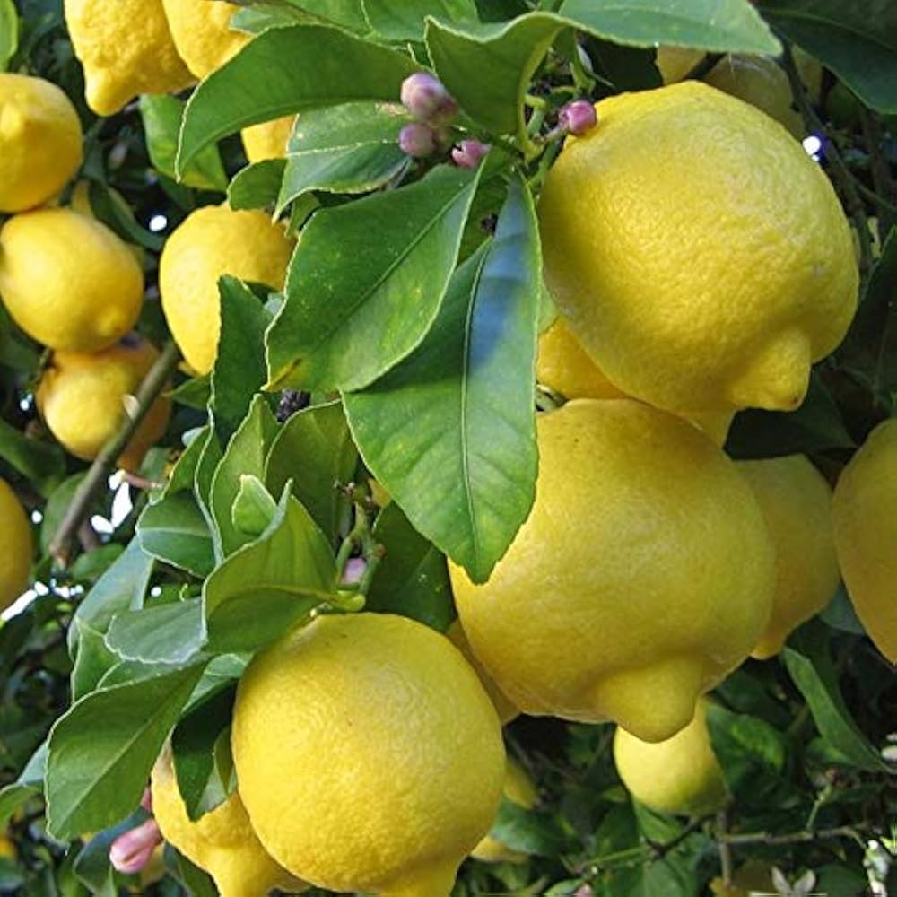 Italian Amalfi Lemon Fruit Seeds for Planting