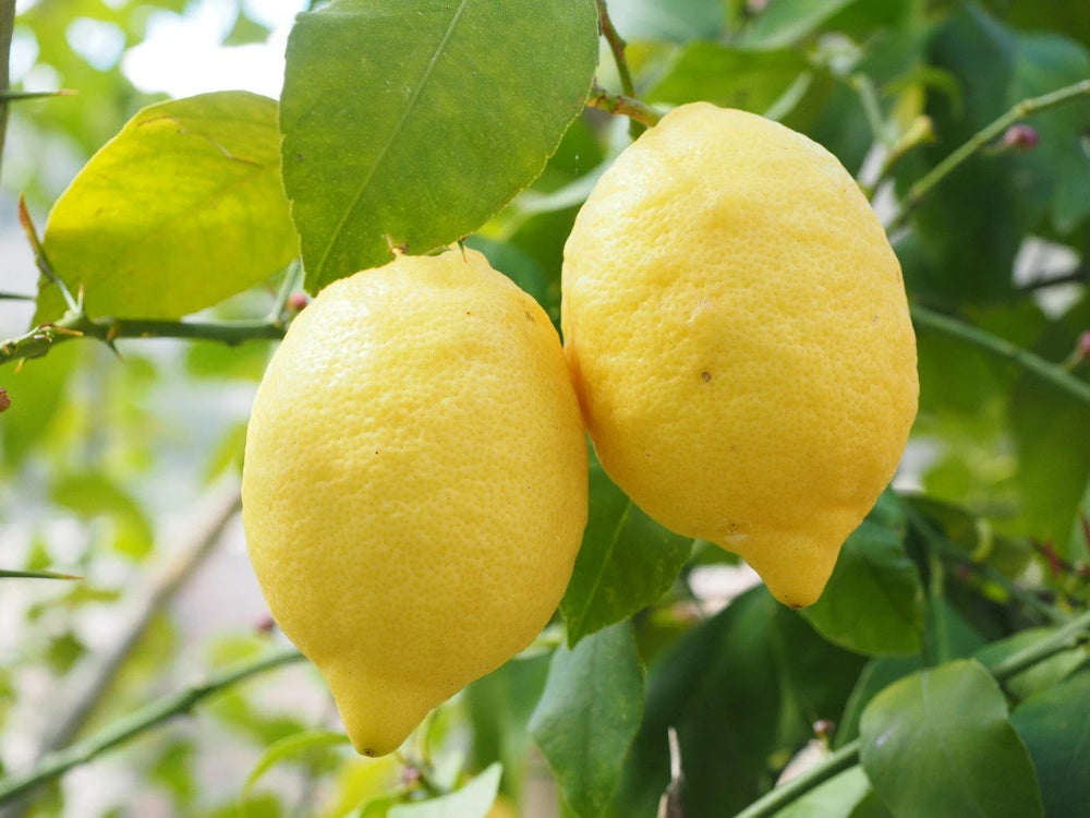 Italian Amalfi Lemon Fruit Seeds for Planting
