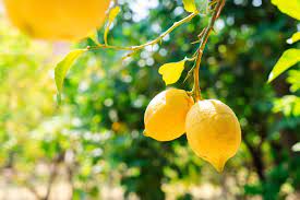 Italian Amalfi Lemon Fruit Seeds for Planting