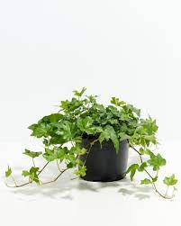 Ivy Plant Seed Set | Grow Lush, Evergreen Greenery for Home & Garden